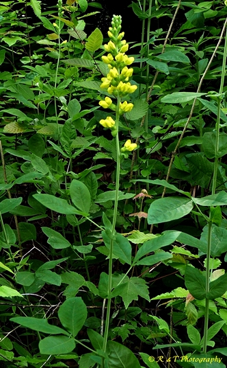 {Thermopsis villosa}